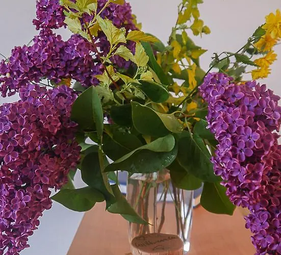 Am Elberadweg * Drezda