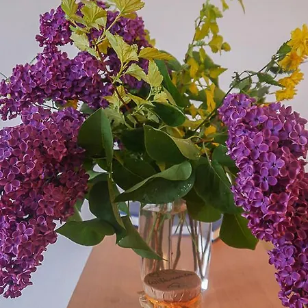 Am Elberadweg * Dresden